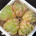 Haworthia cooperi var. picturata Clustering 5 heads