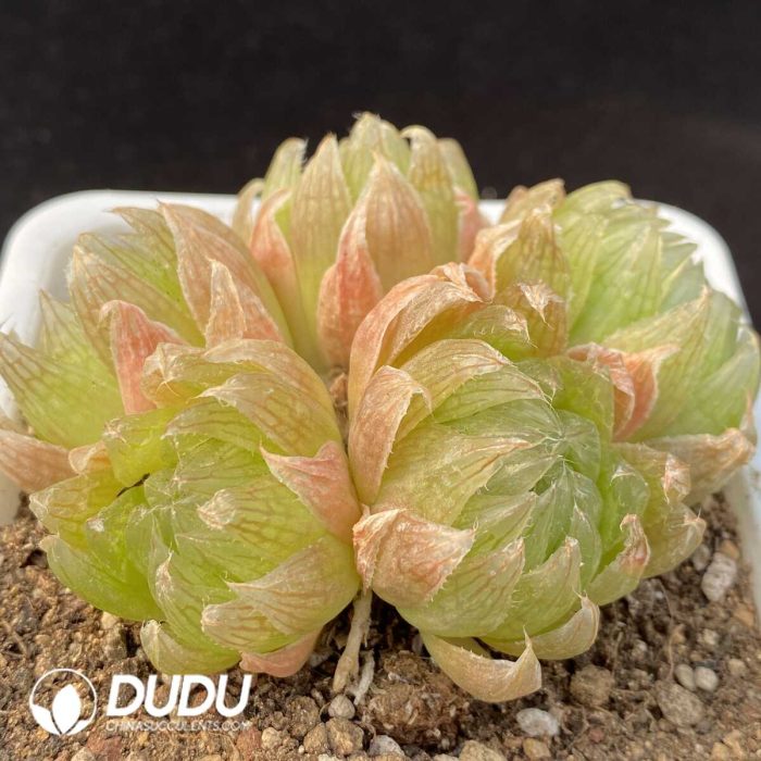 Haworthia cooperi var. picturata Clustering 5 heads - Image 2