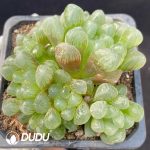 Haworthia Kong's Ice lantern Clustering 4 heads