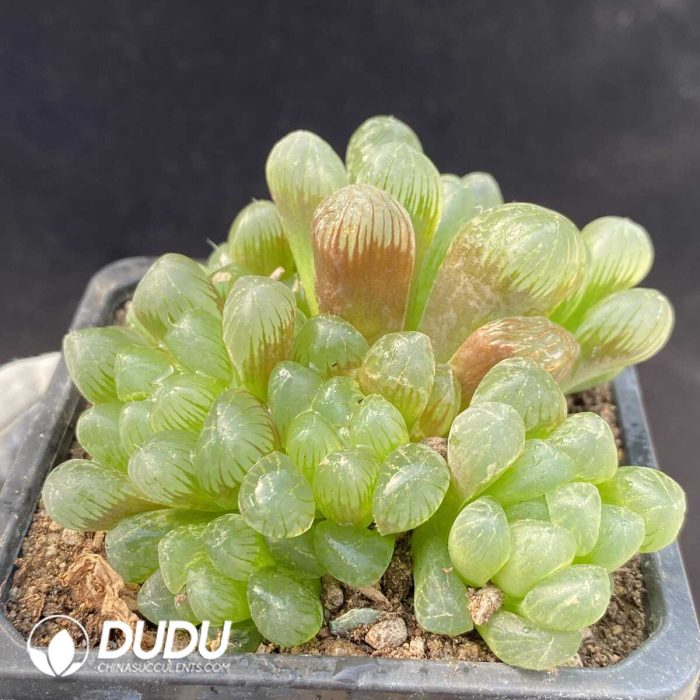 Haworthia Kong's Ice lantern Clustering 4 heads - Image 2