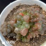 Haworthia Cooperi var. venusta Clustering 4 heads+