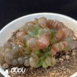 Haworthia Cooperi var. venusta Clustering 4 heads+ - Image 2