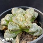Haworthia Modo - Image 2