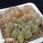 Haworthia Black Muscle Clustering 3 Heads - Image 2