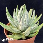 Haworthia emperor - Image 2