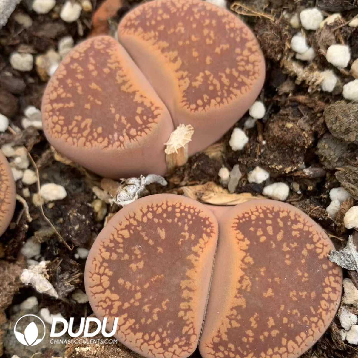 1749438695-e201.jpg Lithops aucampiae ssp. aucampiae v. aucampiae double heads - Image 1