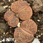 Lithops aucampiae ssp. aucampiae v. aucampiae double heads - Image 2