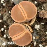 Lithops aucampiae ssp. aucampiae v. aucampiae full double heads