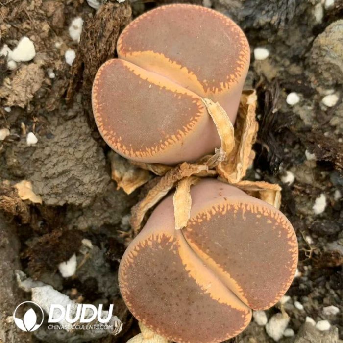 Lithops aucampiae ssp. aucampiae v. aucampiae full double heads - Image 2