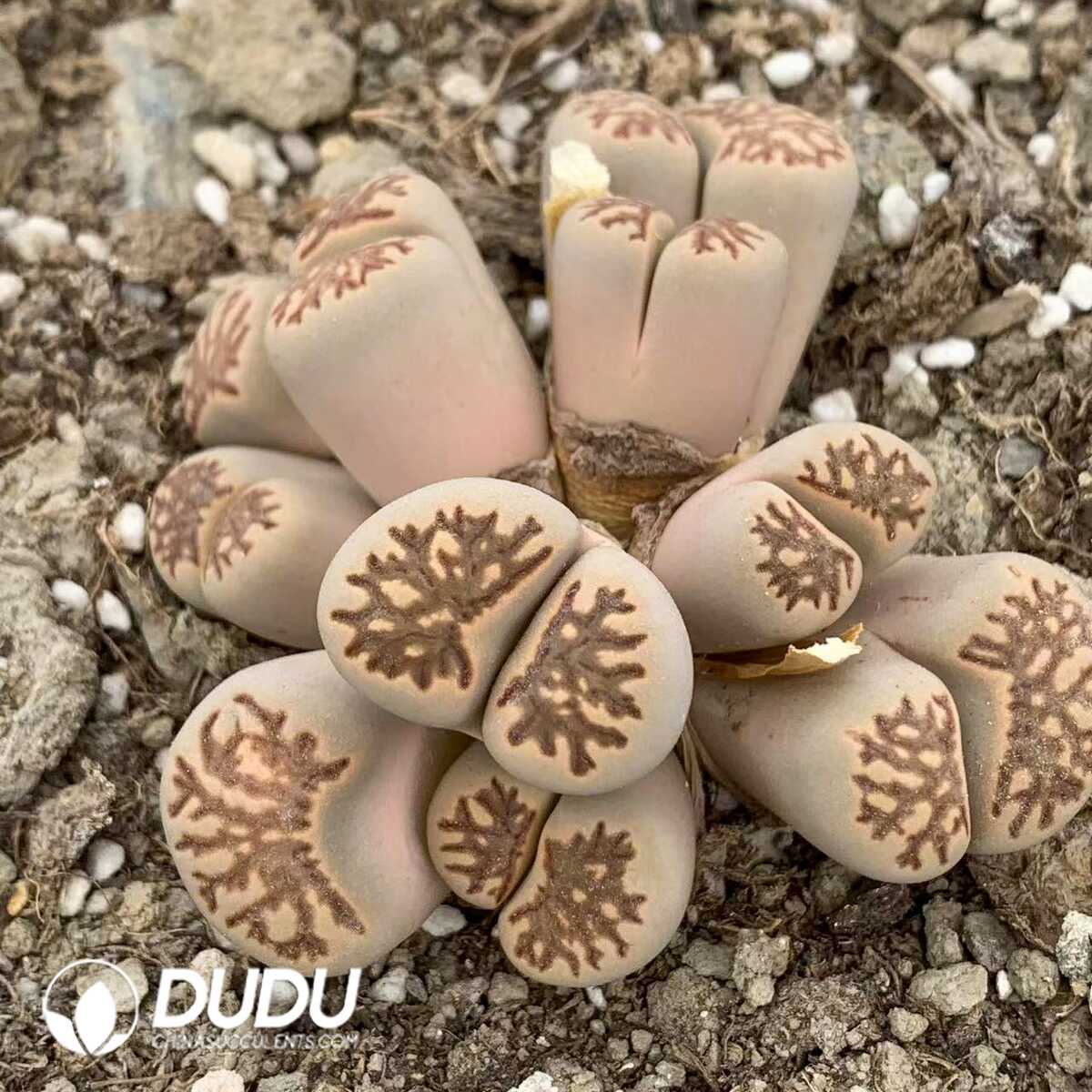 1749438711-e201.jpg Lithops Juwenzhang Clustering(7 Heads) - Image 1