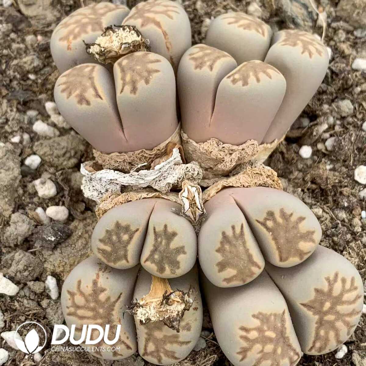 1749438716-e201.jpg Lithops Juwenzhang Clustering(9 Heads) - Image 1