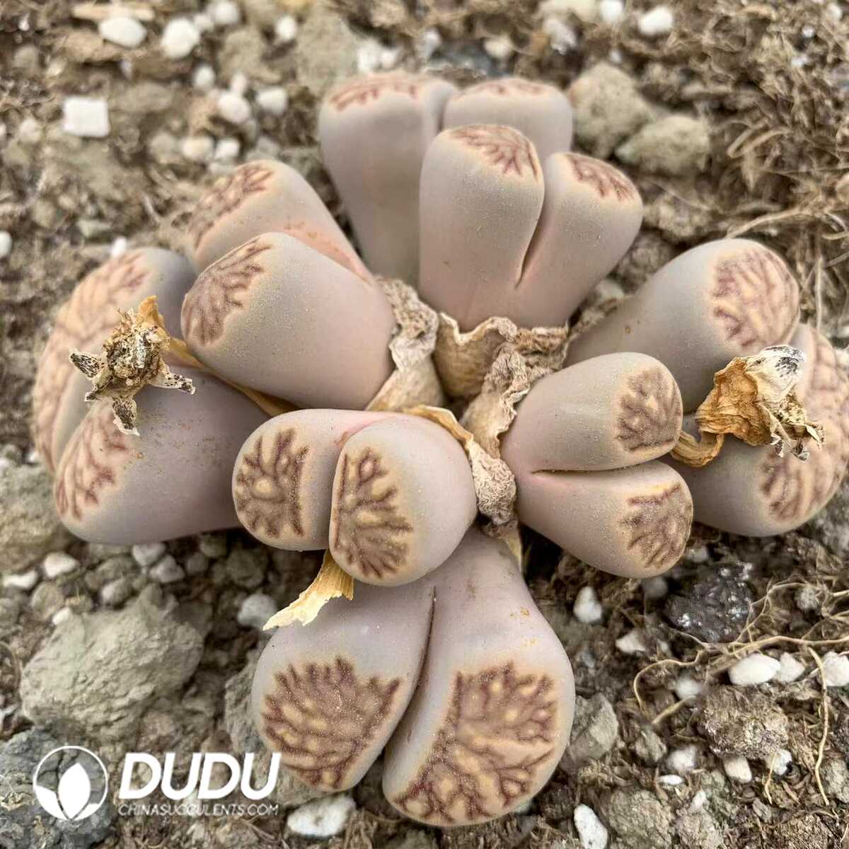 1749438720-e201.jpg Lithops Juwenzhang Clustering (10 Heads) - Image 1