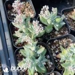 Crassula White egret - Image 2