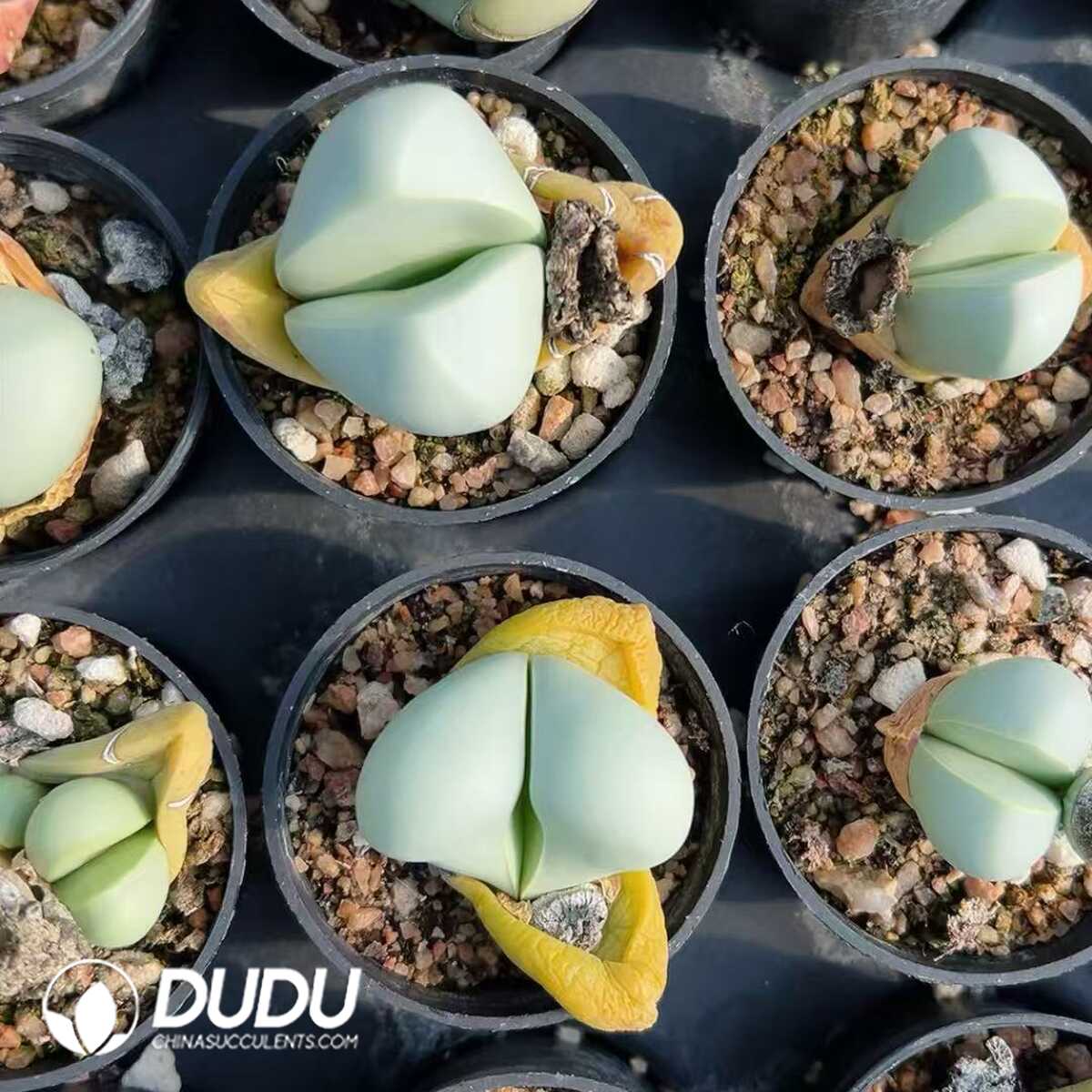 1749438791-e201.jpg Argyroderma delaetii - Image 1