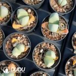 Argyroderma delaetii - Image 2