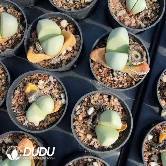 Argyroderma delaetii - Image 2