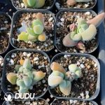 Gibbaeum shandii - Image 2