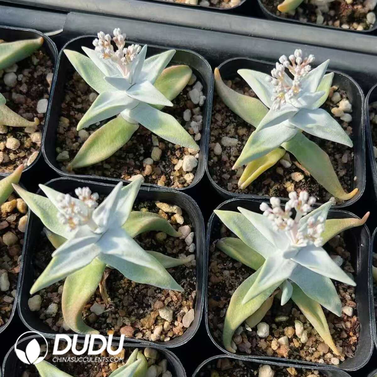 1749438803-e201.jpg Crassula deltoidea - Image 1