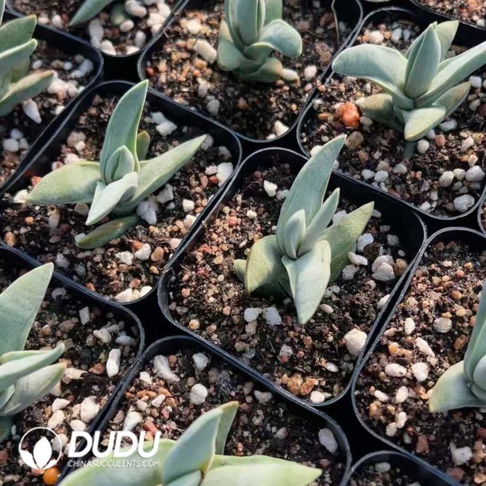 Crassula perfoliata - Image 2