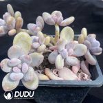 Pachyphytum Beaver Beauty Clustering