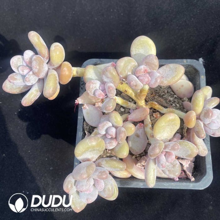 Pachyphytum Beaver Beauty Clustering - Image 2