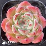 Echeveria Butterfly Love
