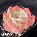 Echeveria Butterfly Love - Image 2