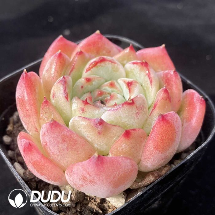 Echeveria Butterfly Love - Image 2