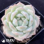 Echeveria Laurin