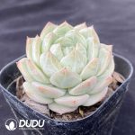 Echeveria Laurin - Image 2