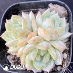 Echeveria Laurin Clustering