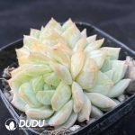 Echeveria Laurin Clustering - Image 2