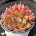 Echeveria Ziwei Clustering - Image 2