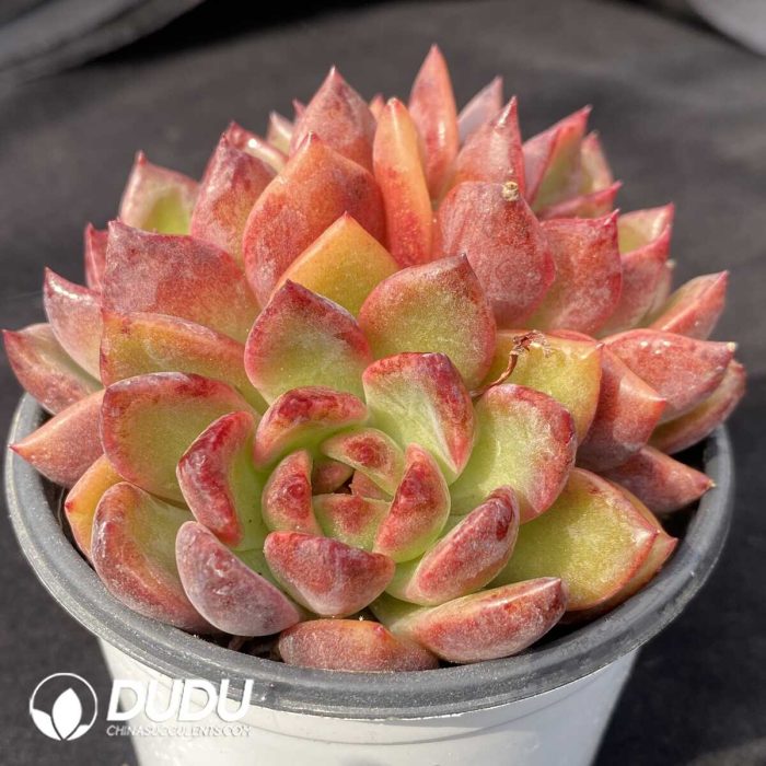 Echeveria Ziwei Clustering - Image 2