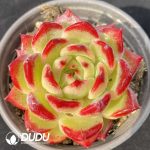 Echeveria Helena Helena Rubinstein