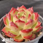 Echeveria Helena Helena Rubinstein - Image 2