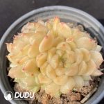 Echeveria Apparition Clustering
