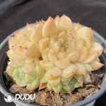 Echeveria Apparition Clustering - Image 2