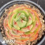 Echeveria Number 003