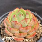 Echeveria Number 003 - Image 2