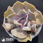 Echeveria Love Pearls