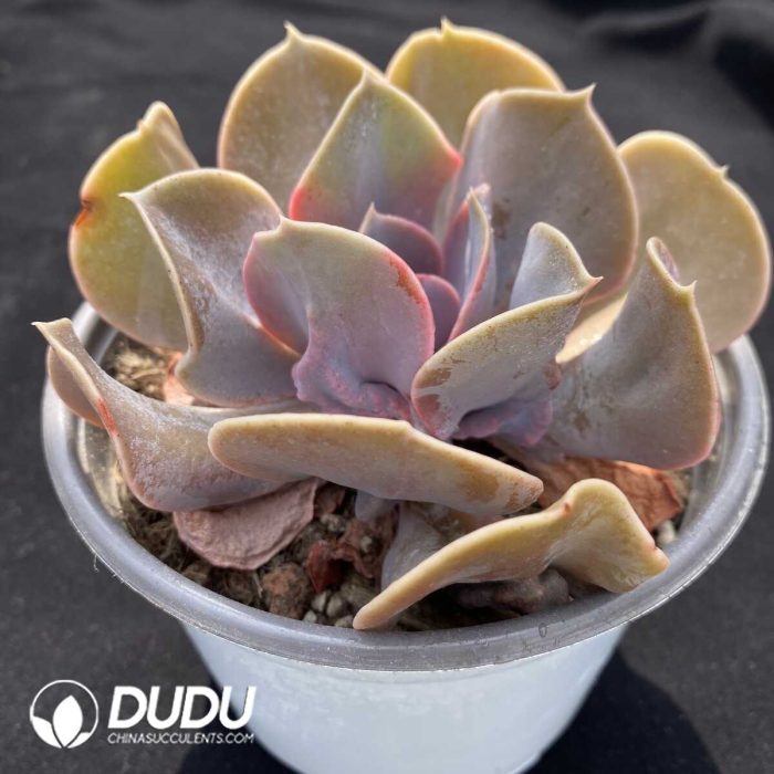 Echeveria Love Pearls - Image 2