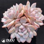 Echeveria Yu Furong Clustering