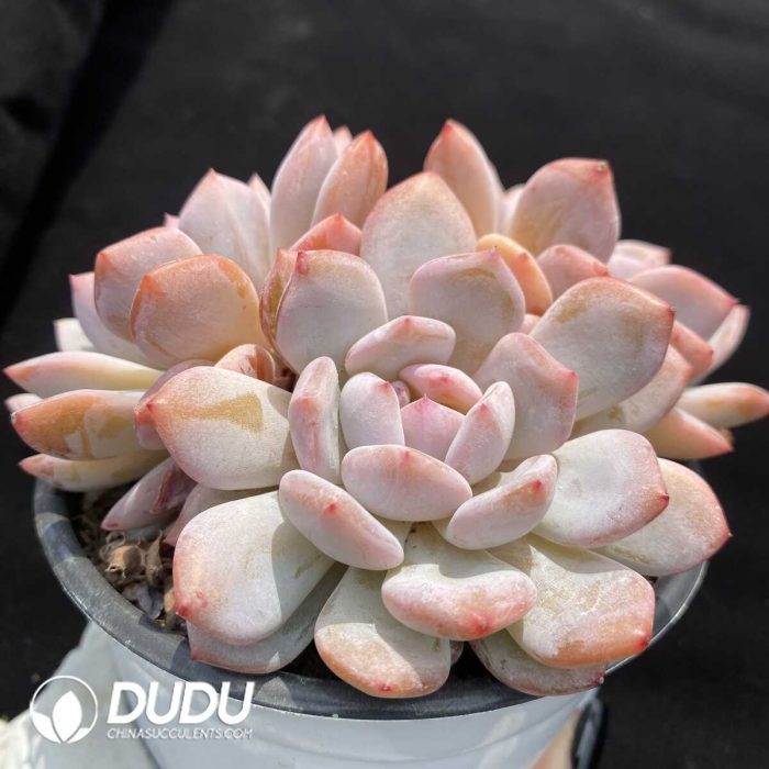 Echeveria Yu Furong Clustering - Image 2