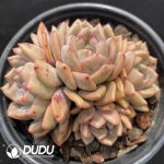 Echeveria Lin Yichen Clustering