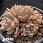 Echeveria Lin Yichen Clustering - Image 2