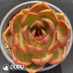 Echeveria Red Light