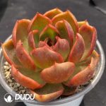 Echeveria Red Light - Image 2