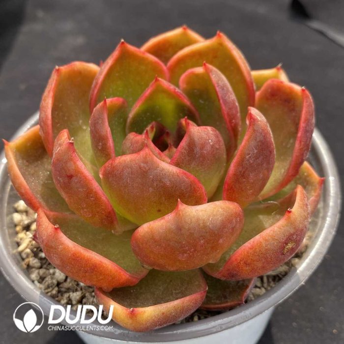 Echeveria Red Light - Image 2