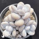Graptopetalum Amethystinum Clustering